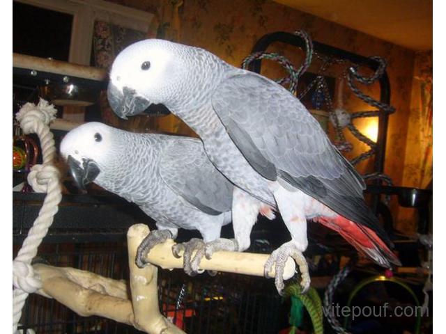 Couple de perroquet Type Gris du Gabon a donner