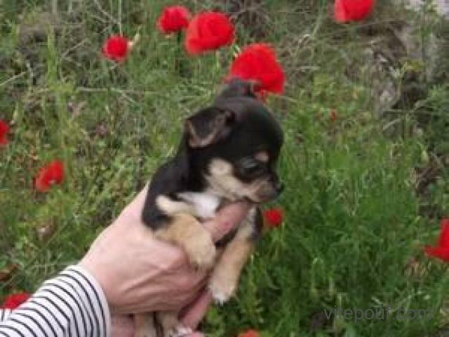 Adorable femelle chihuahua poil court a donner
