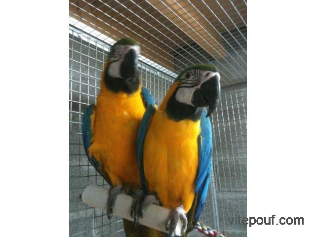 Couple de perroquets ara ararauna EAM