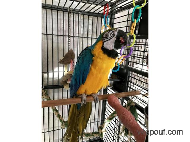 Handfed Blue and Gold Macaw Parrots For Adoption/Rehoming