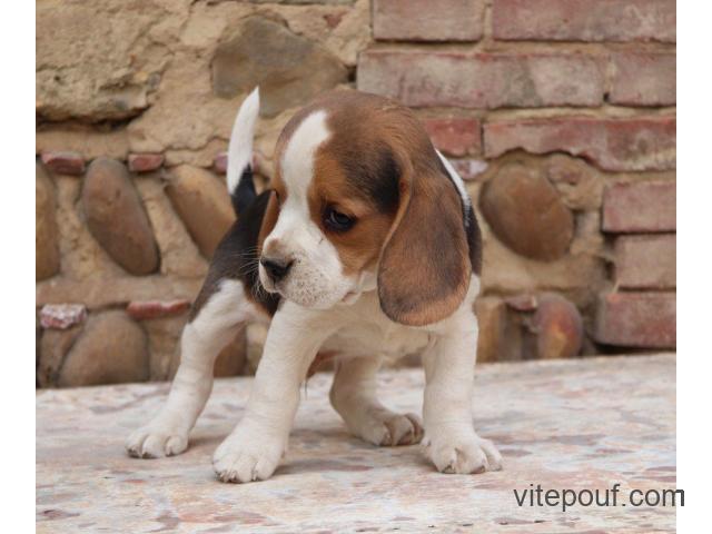 A DONNER Adorable Chiot Beagle femelle