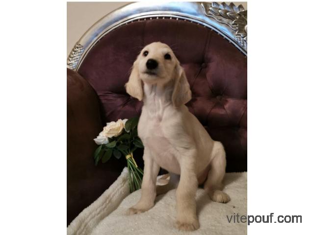 Afghanhound Puppy disponible dans une maison approuvée.