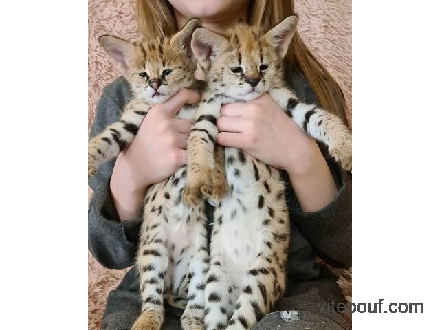 CHATONS SERVAL