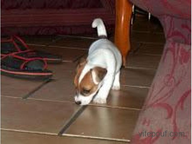 Je donne chiot jack Russell Baboune