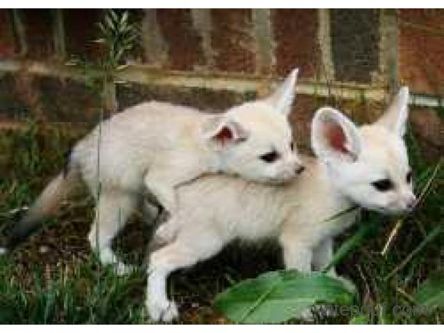 Two fennec fox for sale