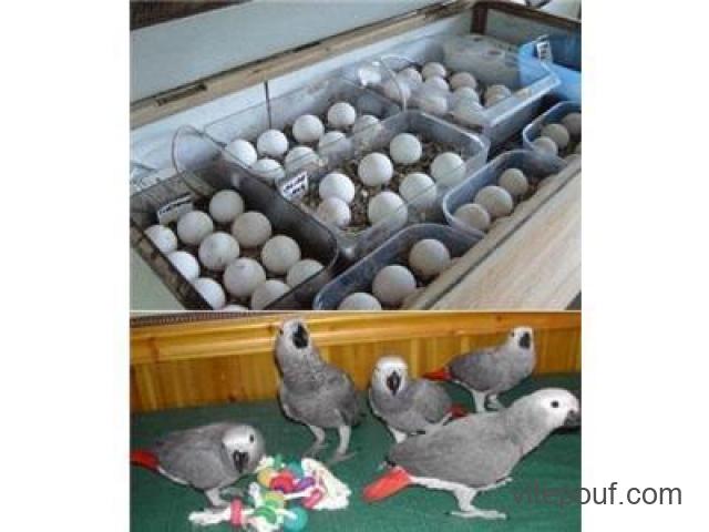 Perroquets et œufs de perroquets fertiles à vendre