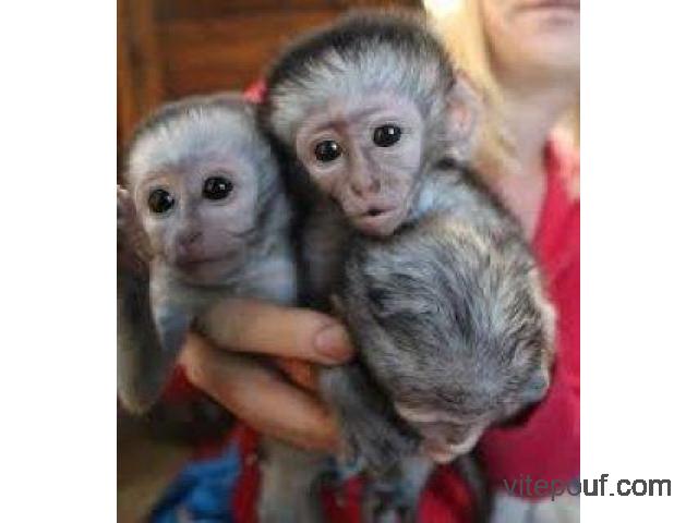 Baby capuchin monkeys  available ( Texxt : 765 314-6884)