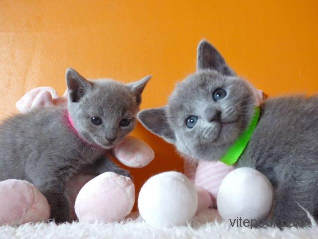 Deux adorables chatons bleu russe