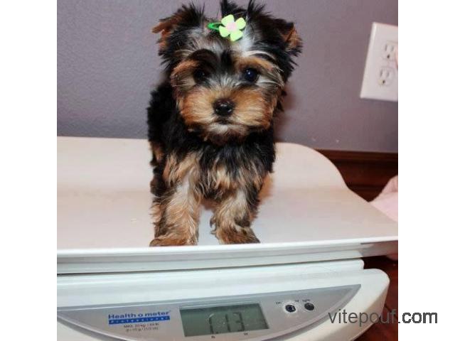 Adorable Yorkshire Terrier puppies available