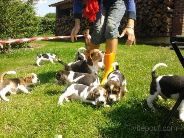 Adorables Chiots Beagle Pure Race Pour les fêtes