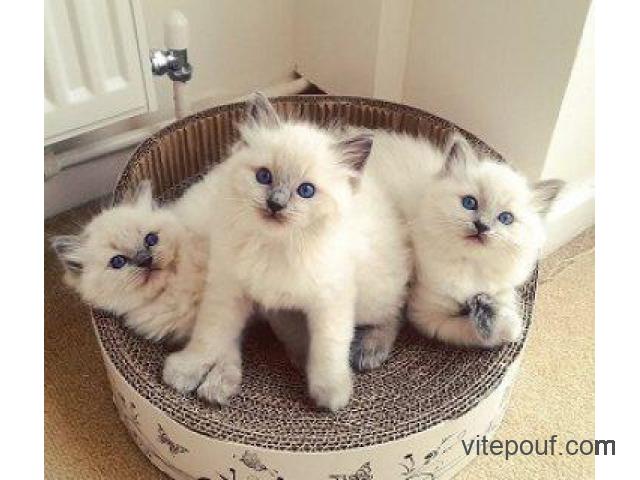 Lovely Ragdoll kittens available for sale