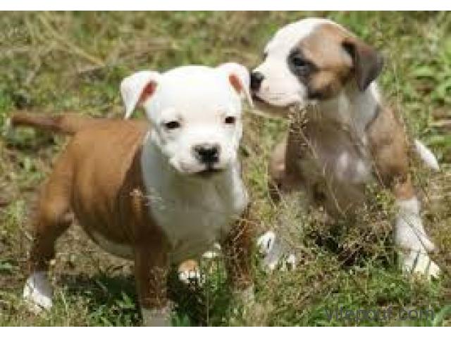 Chiots type staffordshire bull terrier