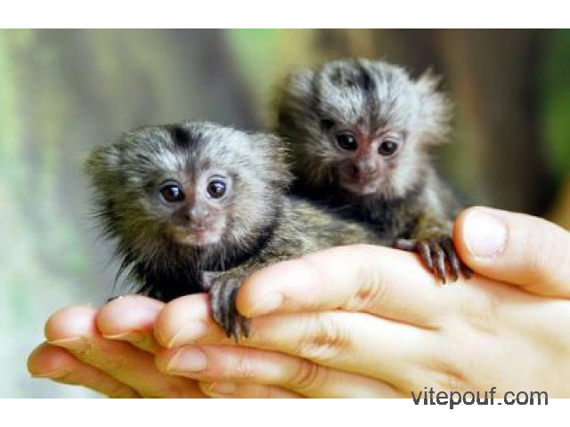 Deux mingnon singe ouistiti pour adoption