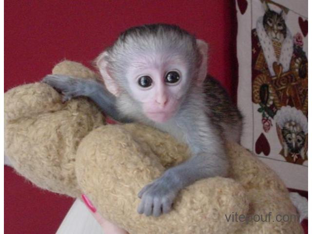 cherchant blanc singe capucin pour la vente visage