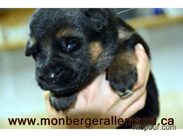 Chiots Berger allemand - PURE RACE