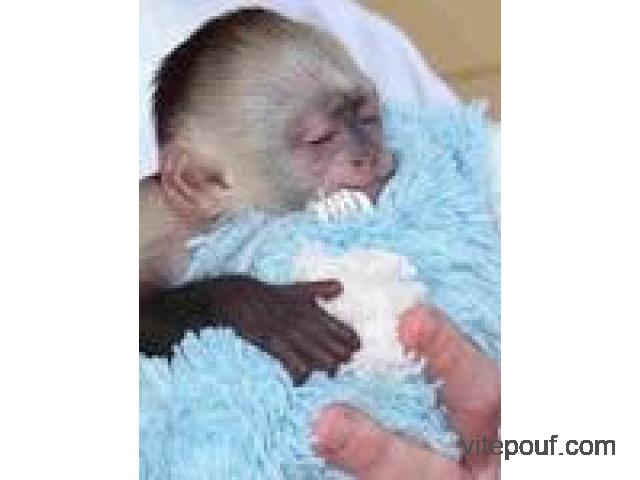 Les singes capucins à vendre maintenant!!!!!!!!!!!!
