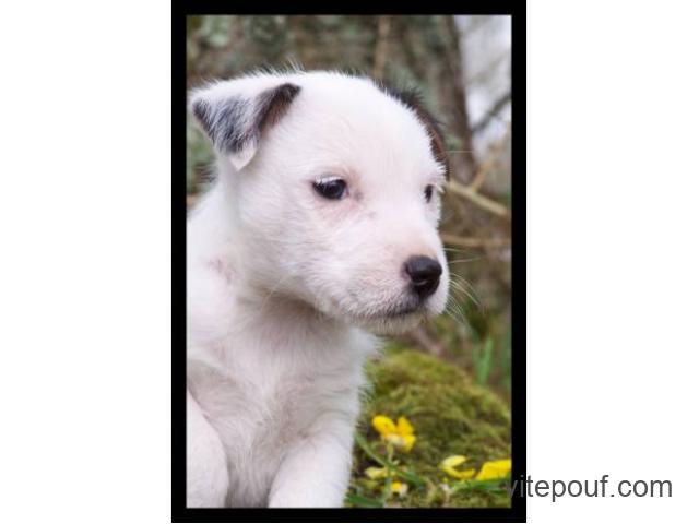 Adorable chiot mâle type jack Russell