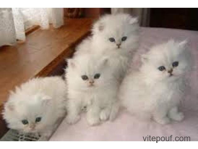 Magnifiques chatons type Persan silver shaded