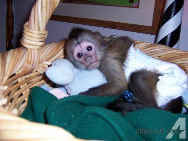 singes capucins et le singe pour vente. adorable bébé capucin et Saïmiris prêats pour Apdotion...