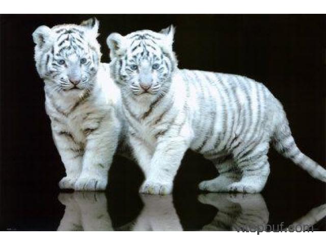 Petits tigre blanc disponibles à la vente