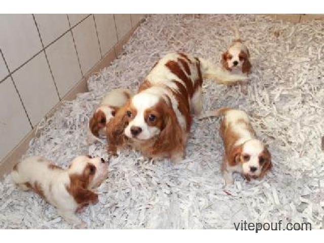 superbes chiots Cavalier king charles