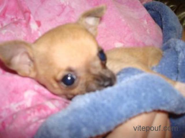 magnifique chiot femelle Chihuahua polis courts