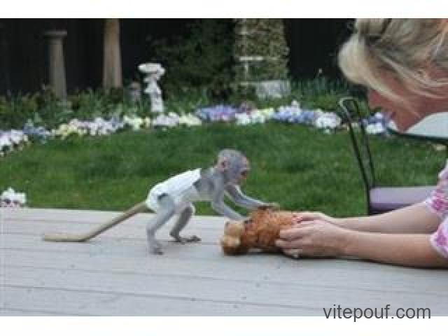 Bébé singes capucins maintenant disponibles