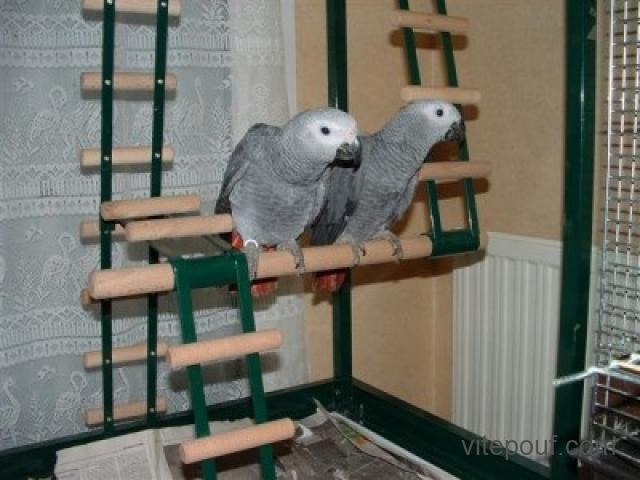 couple de perroquet gris du gabon