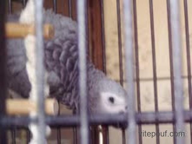 Magnifique perroquet gris du Gabon EAM