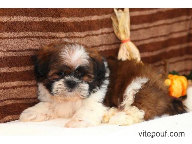 shih tzu   puppies  wanted  a  new  home