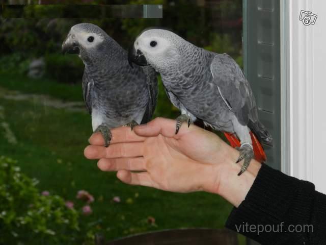 Couple de perroquetes cherchent famille d'accueil