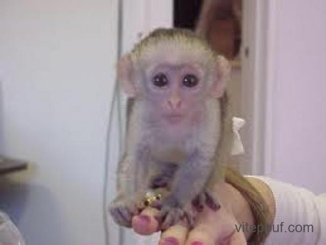 singe capucins à vendre