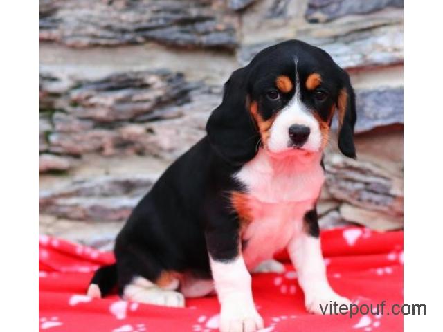 Charmant chiots  beagle   a  adopter  urgent
