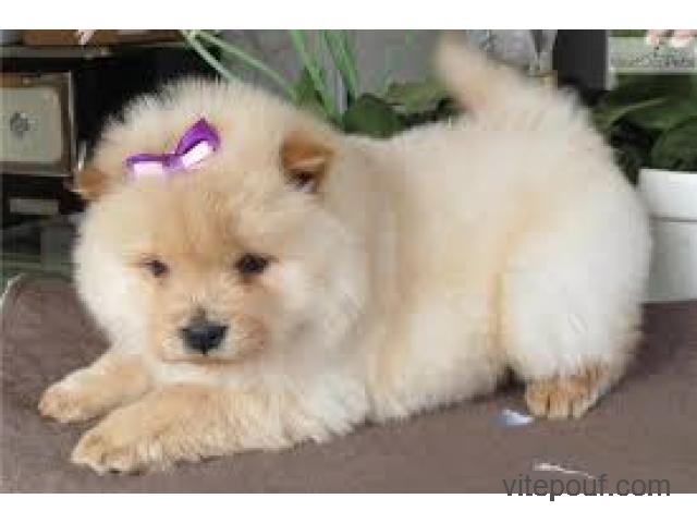 chiots  chow  chow   disponible