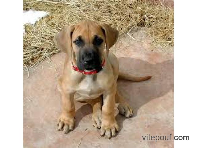 Chiots  Danois   a  adopter