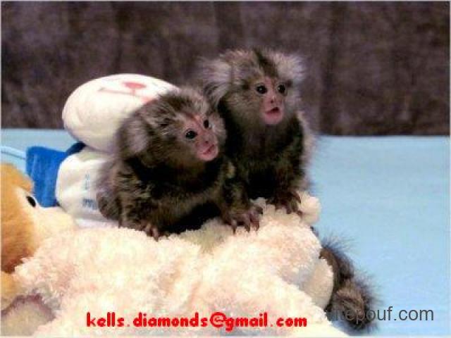 Deux bébés singes ouistiti