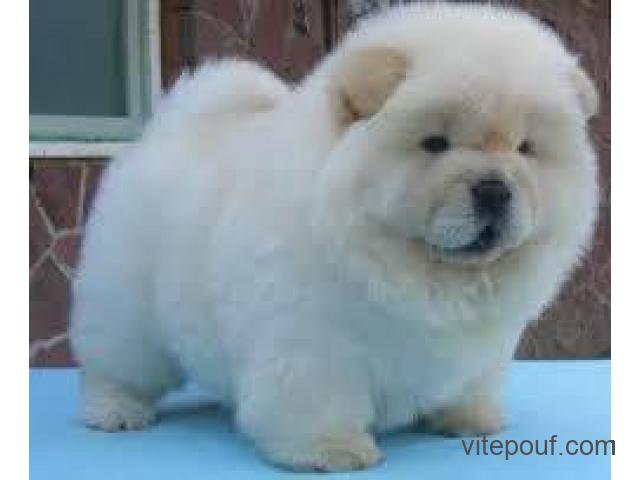 Chiots Chow Chow.