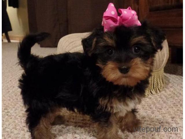 Male and Female yorkie pups