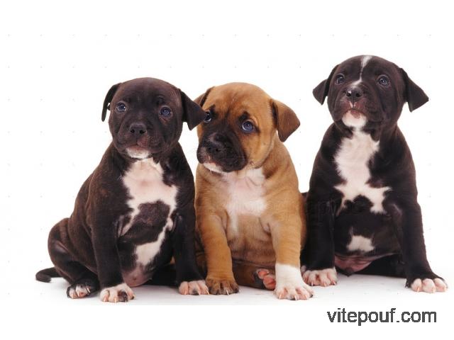 Chiots  Staffordshire Bull Terrier pour adoption