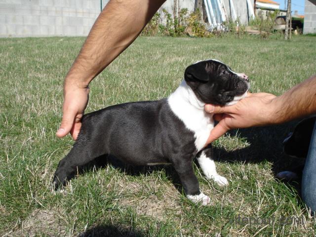 Donne chiot type american staffordshire terrier