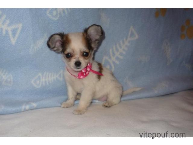 A donner chiot type Chihuahua femelle poils longs