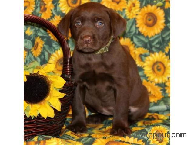 Chiots Labrador disponible pour adoption